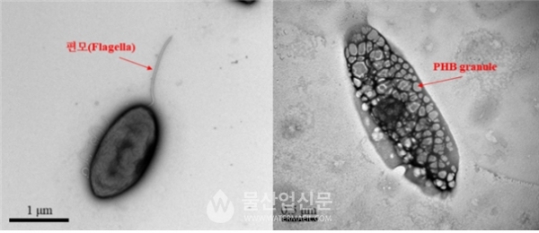 ‘디프지아 인테스티날리스(Deefgea intestinalis)’의 투과 전자현미경 사진 (사진=국립낙동강생물자원관 제공)
