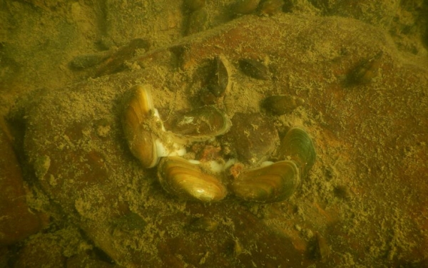 '도끼조개'의 수중 생태 모습이다.(사진제공:국립낙동강생물자원관)
