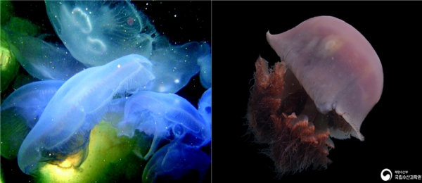 보름달물해파리(좌측)과 노무라입깃해파리(우측). 사진=해양수산부 제공